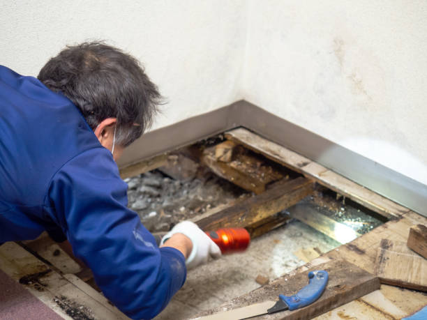 Best Local Mold Removal Service  in Bel Air North, MD