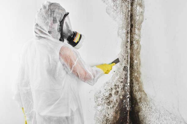 Best Mold Testing  in Bel Air North, MD