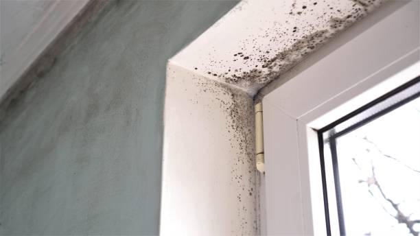 Best Certified Mold Removal  in Bel Air North, MD