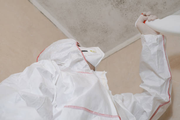 Professional Mold Removal in Bel Air North, MD