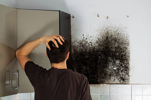 Best Attic Mold Removal  in Bel Air North, MD